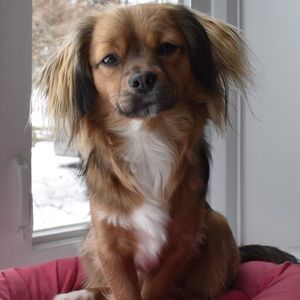 Meet your Posher, Abby